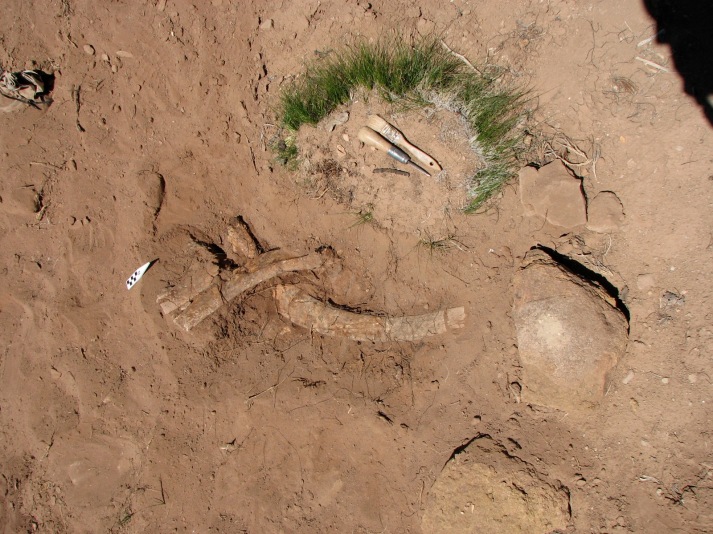 Three mammoth rib segments as exposed shortly after discovery of the site.